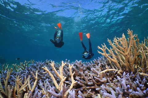 Silversonic Outer Great Barrier Reef Dive And Snorkel Cruise From Port Douglas - Rental Cars 4