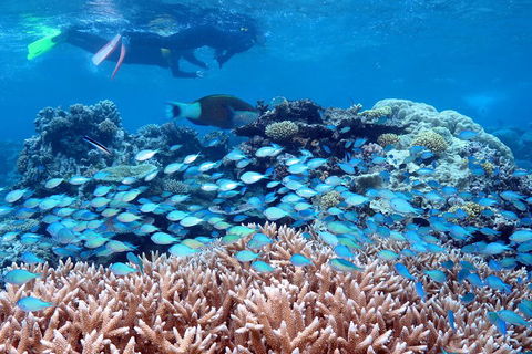 Silversonic Outer Great Barrier Reef Dive And Snorkel Cruise From Port Douglas - Rental Cars 5
