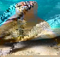 Sail Snorkel SUP  Kayak Charter Whitsundays - Rental Cars