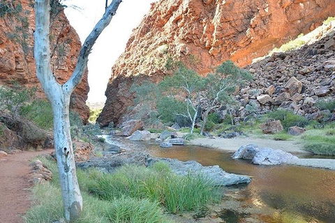 Alice Springs, Uluru Ayers Rock & Kings Canyon 8 Days Touring Package - Rental Cars 2