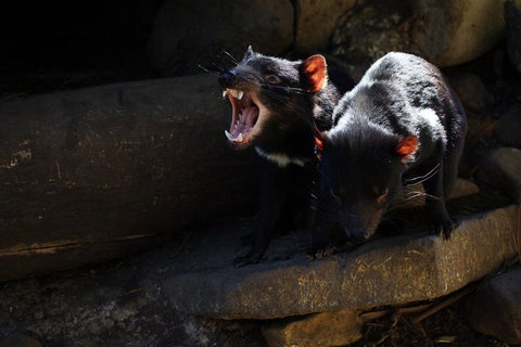 3-Day Tasmania Combo: Hobart To Launceston Active Tour - Rental Cars 4