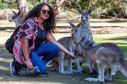 3-Day Tasmania Combo: Hobart To Launceston Active Tour - Rental Cars 5