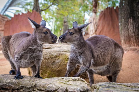 Australia Multi-City Attractions Pass - Rental Cars 4