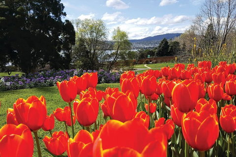 Hobart City Sightseeing Tour Including MONA Admission - Rental Cars 4