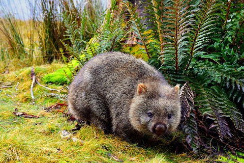 Cradle Mountain National Park Day Tour From Launceston - Rental Cars 0