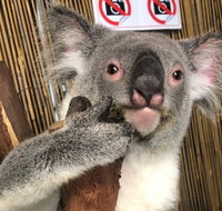 Kuranda Tour Deluxe Course with Kuranda 3 Zoos or Free Course - Rental Cars