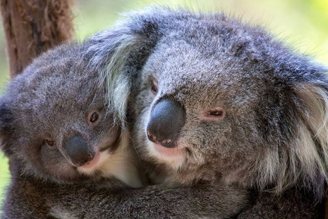 Half-Day Or Full-Day Tour With Private Guide From Melbourne - Rental Cars 1