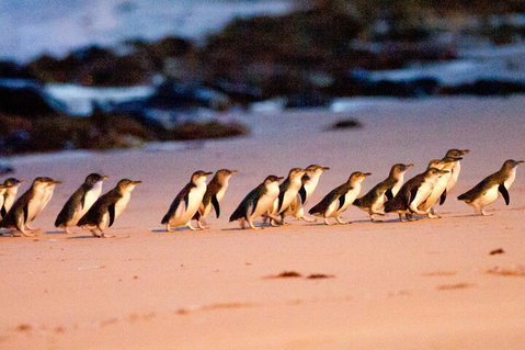 Half-Day Or Full-Day Tour With Private Guide From Melbourne - Rental Cars 5