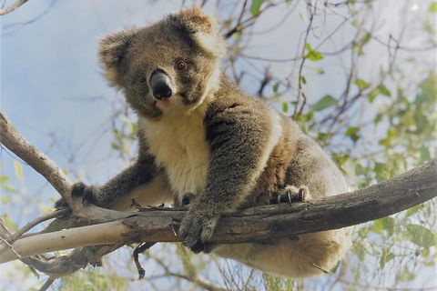 Kangaroo Island Scenic Trail Tour - Rental Cars 2