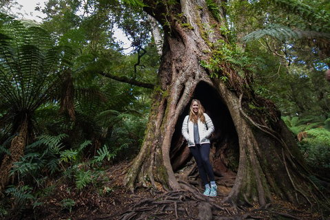 Great Ocean Road Small-Group Ecotour From Melbourne - Rental Cars 4