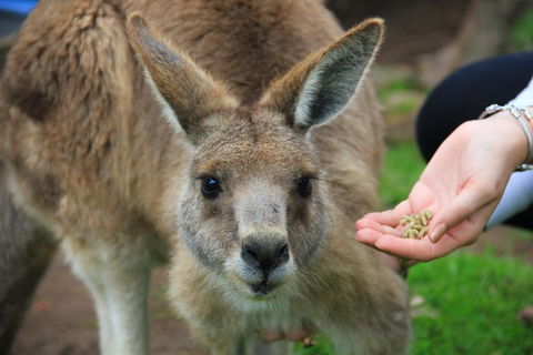 Phillip Island Penguin, Brighton Beach, Moonlit Sanctuary From Melbourne - Rental Cars 1