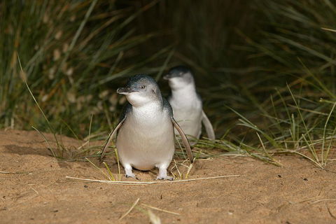 Phillip Island Penguin, Brighton Beach, Moonlit Sanctuary From Melbourne - Rental Cars 2