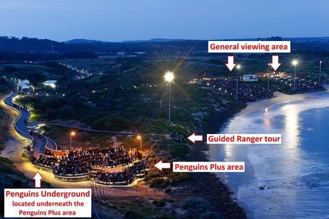 Phillip Island Penguin, Brighton Beach, Moonlit Sanctuary From Melbourne - Rental Cars 4