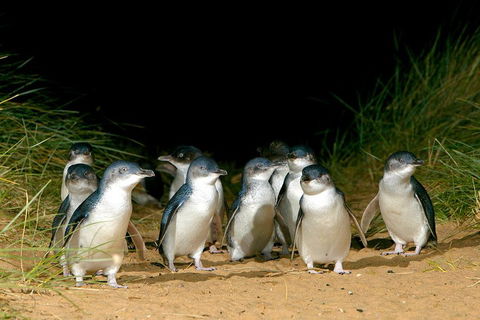 Phillip Island Penguin, Brighton Beach, Moonlit Sanctuary From Melbourne - Rental Cars 5