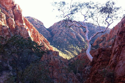 West MacDonnell Private Tour With Transfer - Rental Cars 3