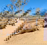 West MacDonnell Ranges Half-Day Small-Group Tour with Camel Ride - Rental Cars