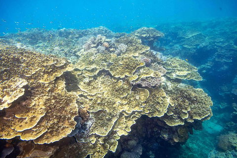 Cruise To Moore Reef Pontoon And Return Helicopter Flight From Cairns - Rental Cars 5