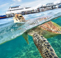 Scenic Helicopter Flight to Moore Reef and Return Snorkeling Cruise from Cairns - Rental Cars