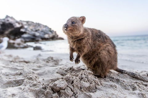 Rottnest Island All-Inclusive Grand Island Tour From Fremantle - Rental Cars 2