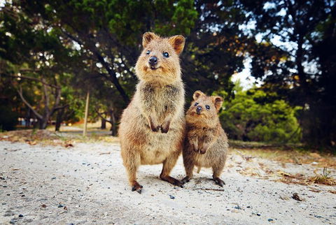 Rottnest Island All-Inclusive Grand Island Tour From Fremantle - Rental Cars 5