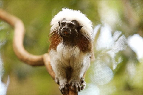 Breakfast With The Koalas At Hartley's Crocodile Park From Cairns Or Palm Cove - Rental Cars 3