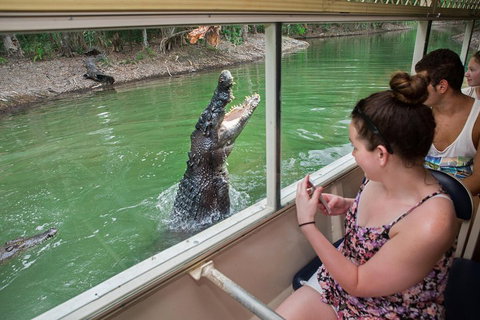 Breakfast With The Koalas At Hartley's Crocodile Park From Cairns Or Palm Cove - Rental Cars 4
