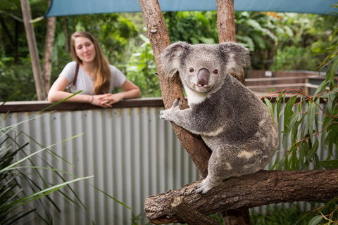 Breakfast With The Koalas At Hartley's Crocodile Park From Cairns Or Palm Cove - Rental Cars 5