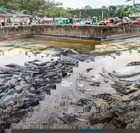 Hartley's Crocodile Adventures Day Trip from Cairns - Rental Cars