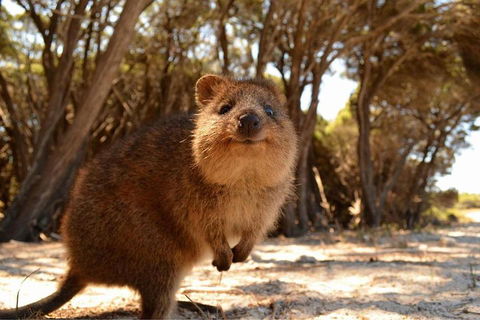 Wave Rock & Rottnest Island - Air & Ground Tour - Rental Cars 0