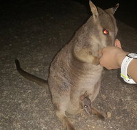 Private Tour to Paronella Park Historic Village Herberton and wild life Wallaby - Rental Cars