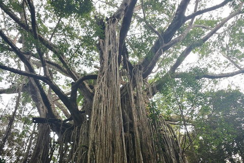 Historic Village Herberton And Tableland Tour - Rental Cars 1