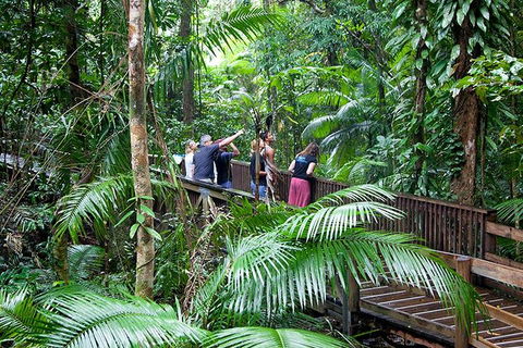 Full Day Daintree Rainforest And Mossman Gorge Tour - Rental Cars 1