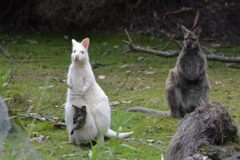 Full-Day Guided Bruny Island Tour From Hobart - Rental Cars 0