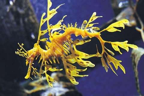 SEA LIFE Melbourne Aquarium Admission Ticket - Rental Cars 0