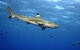 SEA LIFE Melbourne Aquarium Admission Ticket - thumb 3