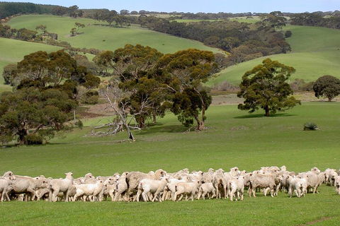 Kangaroo Island Luxury Small Group 'Island Life' Full Day Tour - Rental Cars 1