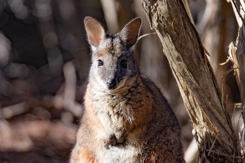 Kangaroo Island Luxury Small Group 'Island Life' Full Day Tour - Rental Cars 3