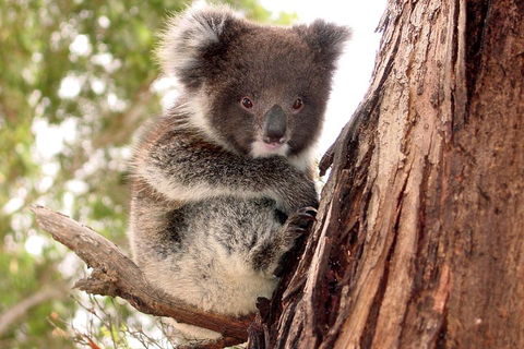 Kangaroo Island Luxury Small Group 'Island Life' Full Day Tour - Rental Cars 4