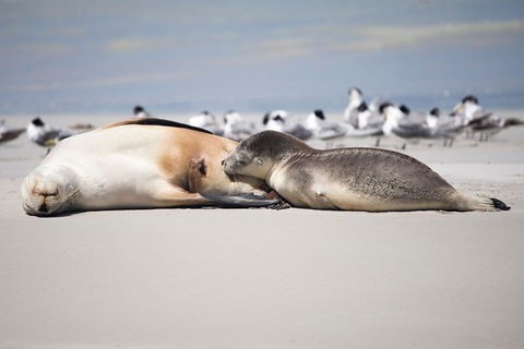 Kangaroo Island Luxury Small Group 'Island Life' Full Day Tour - Rental Cars 5