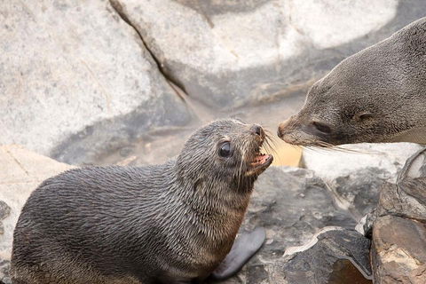 Kangaroo Island Luxury Small Group 'Flinders Chase Focus' Full Day Tour - Rental Cars 2