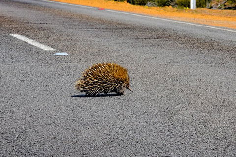 Kangaroo Island Luxury Small Group 'Flinders Chase Focus' Full Day Tour - Rental Cars 3