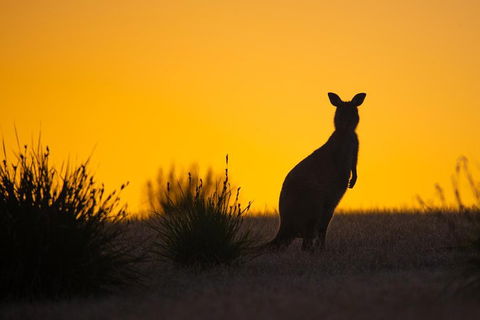Kangaroo Island Luxury Small Group 'Flinders Chase Focus' Full Day Tour - Rental Cars 5