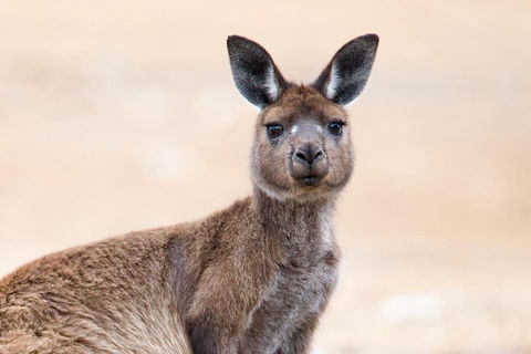 Kangaroo Island Luxury Small Group 'East End Explorer' Full Day Tour - Rental Cars 1