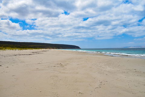 Kangaroo Island Luxury Small Group 'East End Explorer' Full Day Tour - Rental Cars 3