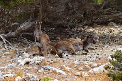 Kangaroo Island Luxury Small Group 'East End Explorer' Full Day Tour - Rental Cars 4