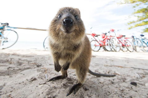 Rottnest Island Round-Trip Ferry From Perth Or Fremantle - Rental Cars 3