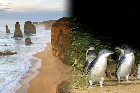 Melbourne Super Saver: Great Ocean Road + Phillip Island + Attraction Pass - Rental Cars 0