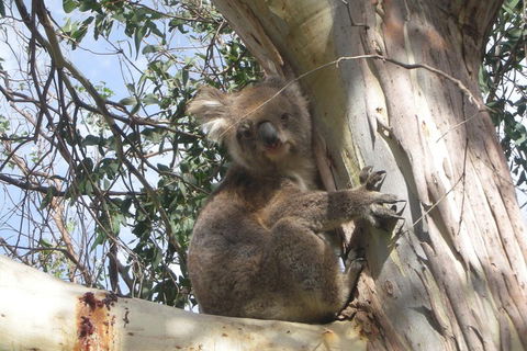 Small-Group Great Ocean Road Classic Day Tour From Melbourne - Rental Cars 1