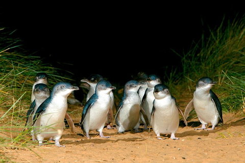 Puffing Billy, Moonlit Sanctuary & Penguins Day Tour - Rental Cars 0