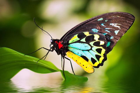 Australian Butterfly Sanctuary - Rental Cars 4